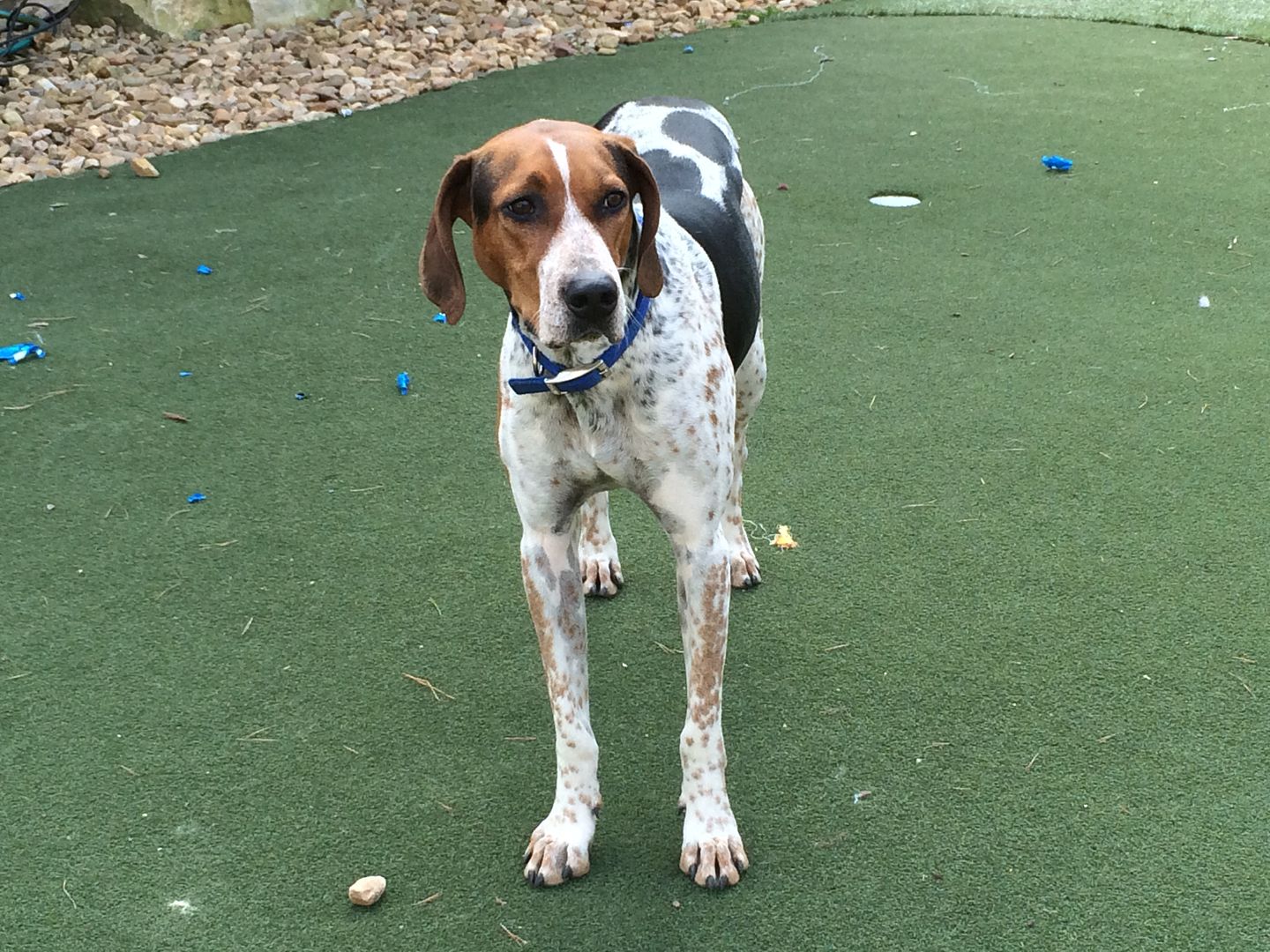 Ollie hanging out yesterday in the yard.