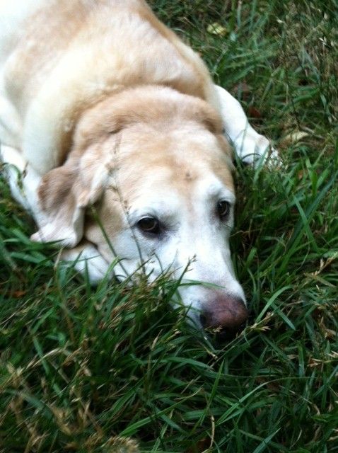 Scout just chillin in the yard this morning.