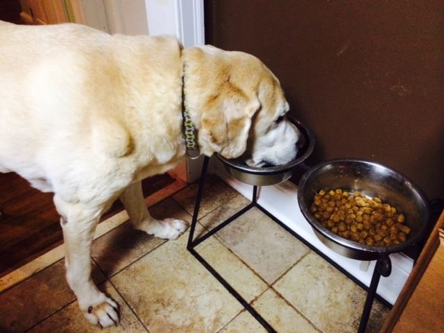 Scout eating his breakfast.