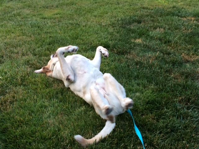 Scout loves a good roll around in the grass