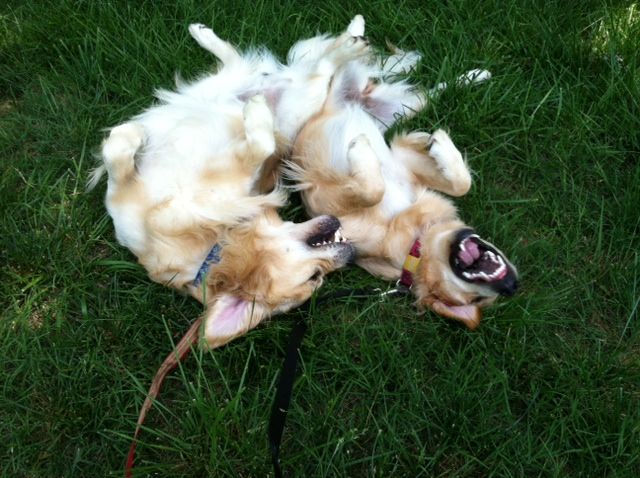 Sam and Sophies idea of how to spend time on the walk.  Seriously, in the middle of our walk they both decided it was time to roll on their backs and play!