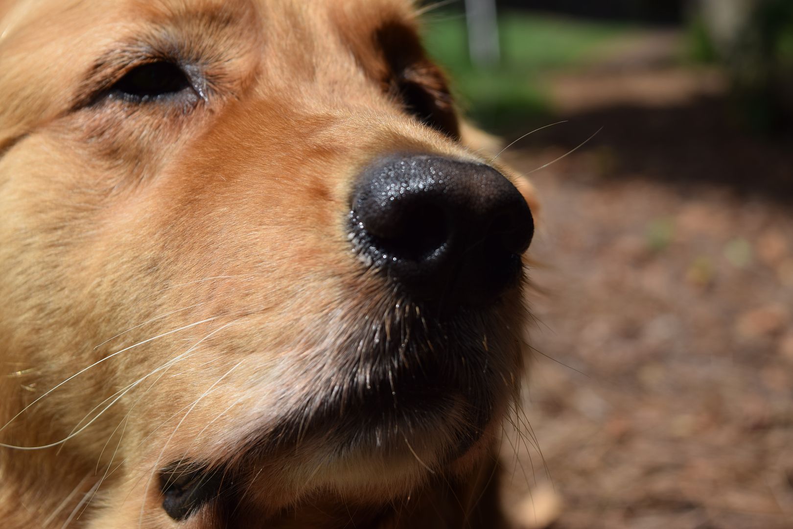 I love pictures of dog noses.  Cant explain it.