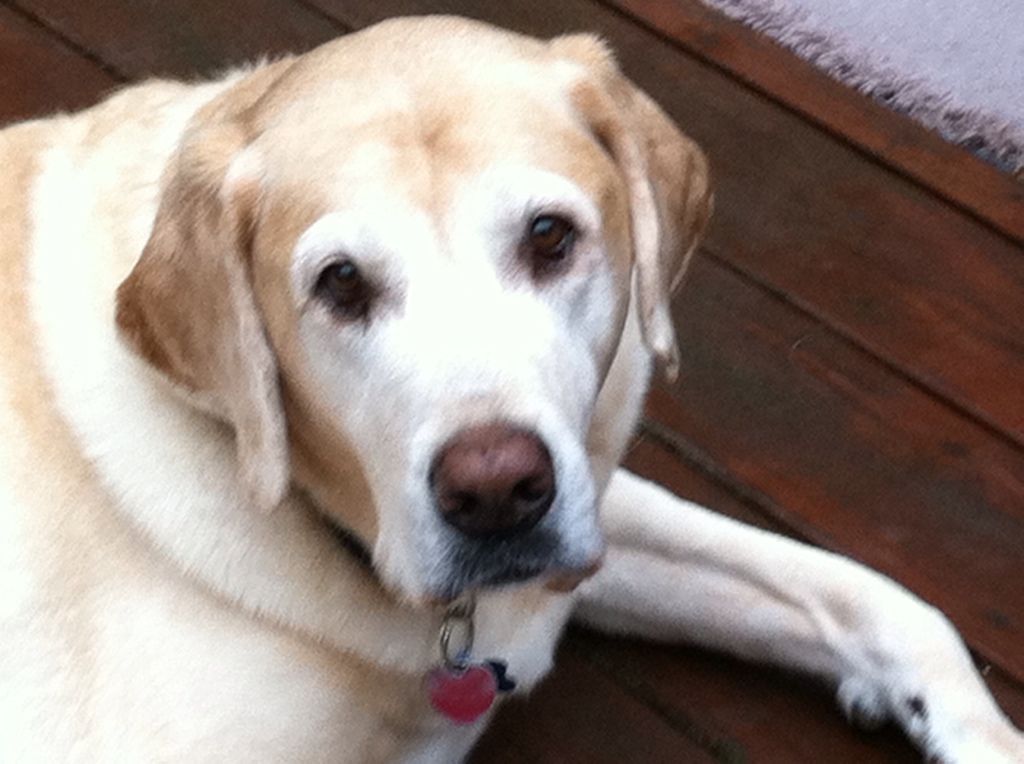 Scout - hanging out on the deck until the mosquitoes attacked.