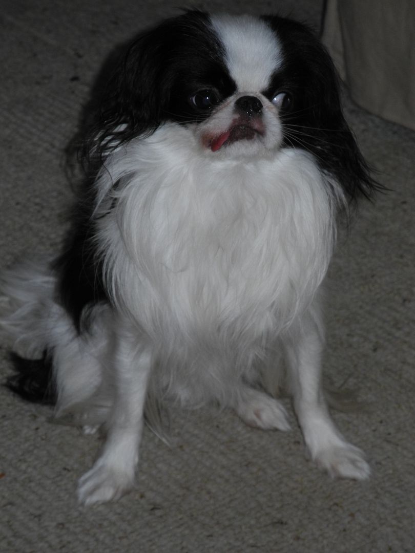 Geisha - the first Japanese Chin Ive ever met