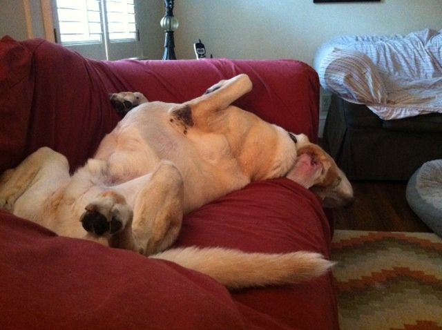 Scout got pretty comfy last night while I was there.  He was on one end of the couch, I was on the other.