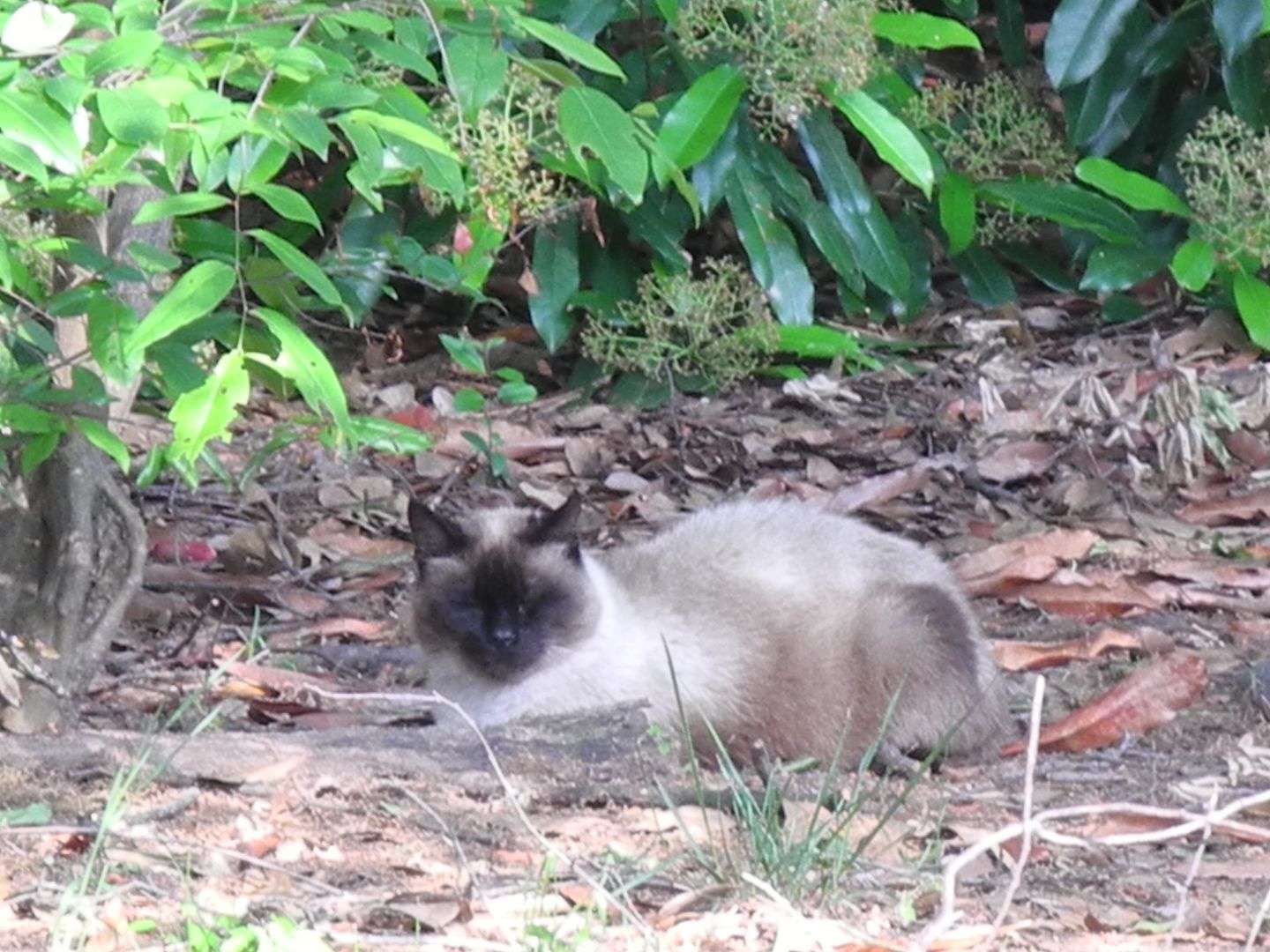 Look whose hanging around??  Dont know his name but hes really pretty.  He always runs away when I pull up.