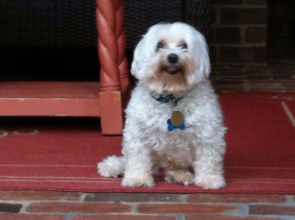 Otis - taking a little break from playing.