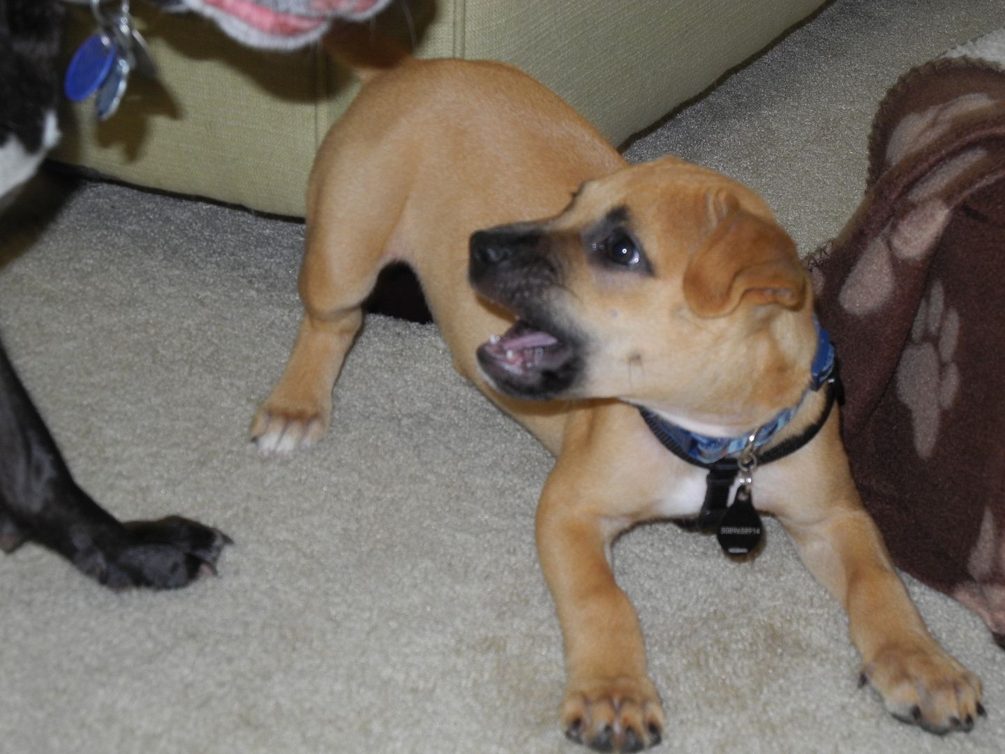 Ferocious Jax (ha!) - the best picture I got of his cute face