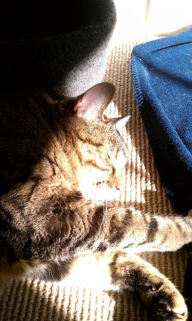 I think Darby must like laying in the sunshine.