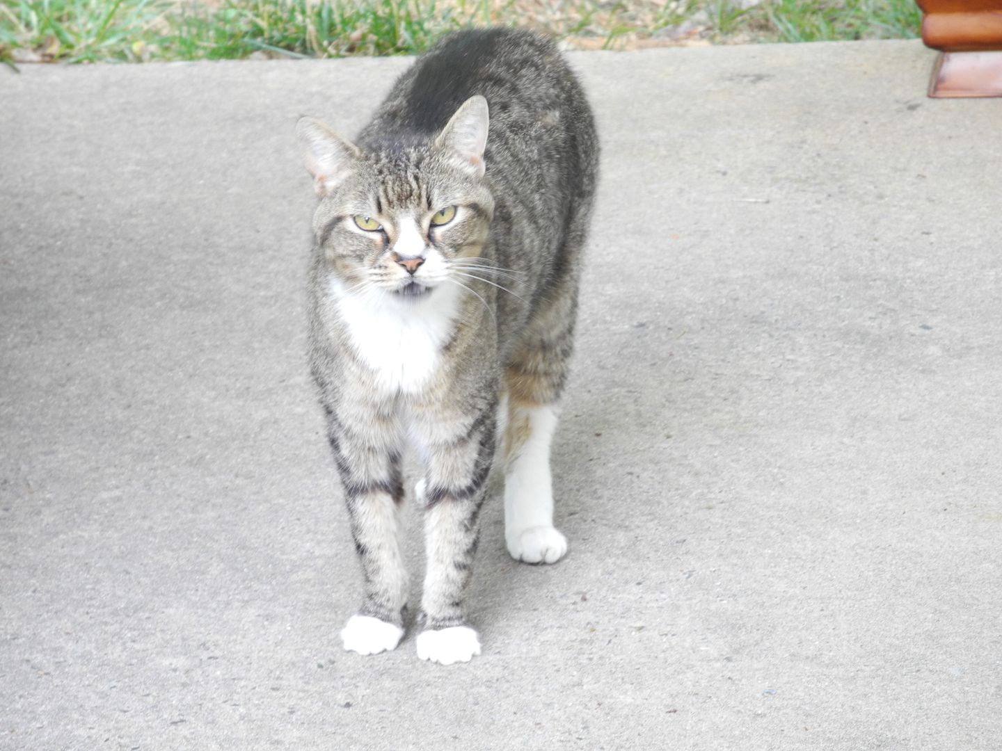 Nas would get the prize for cat that meows the most.... here he is in mid-sentence!