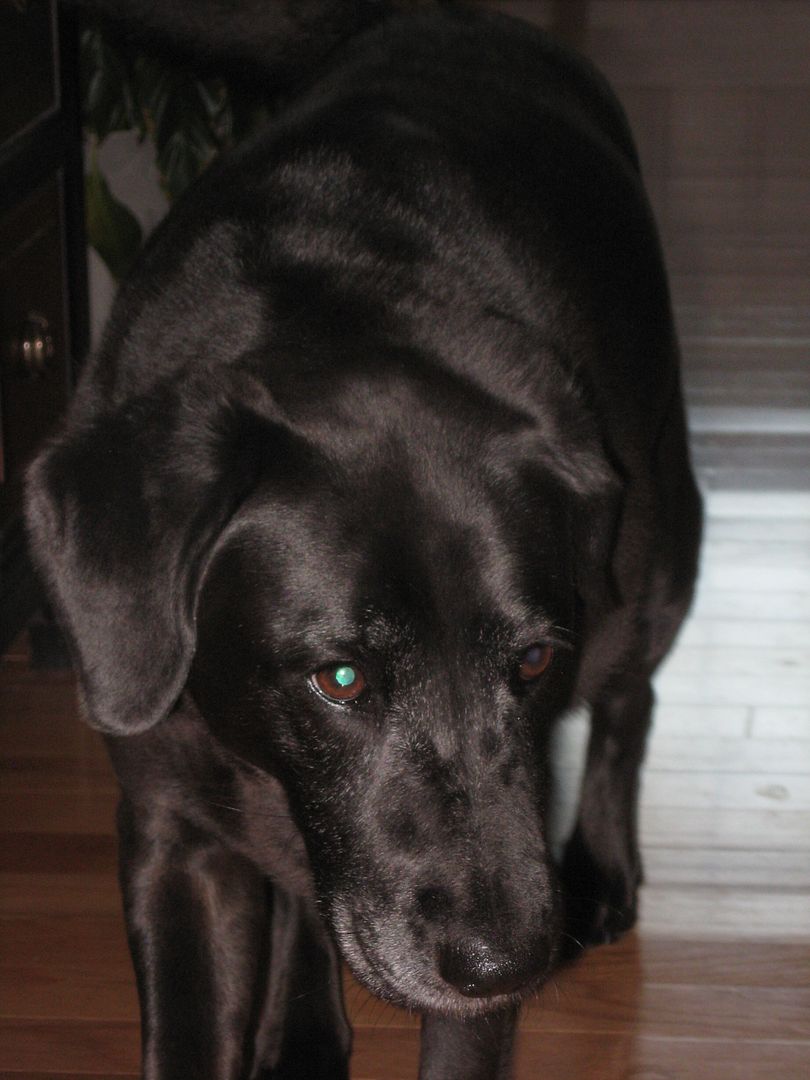 Maggie was walking towards me and just after I snapped this picture she jumped up and put her front paws in my lap!