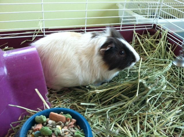 Speedy likes his hay!