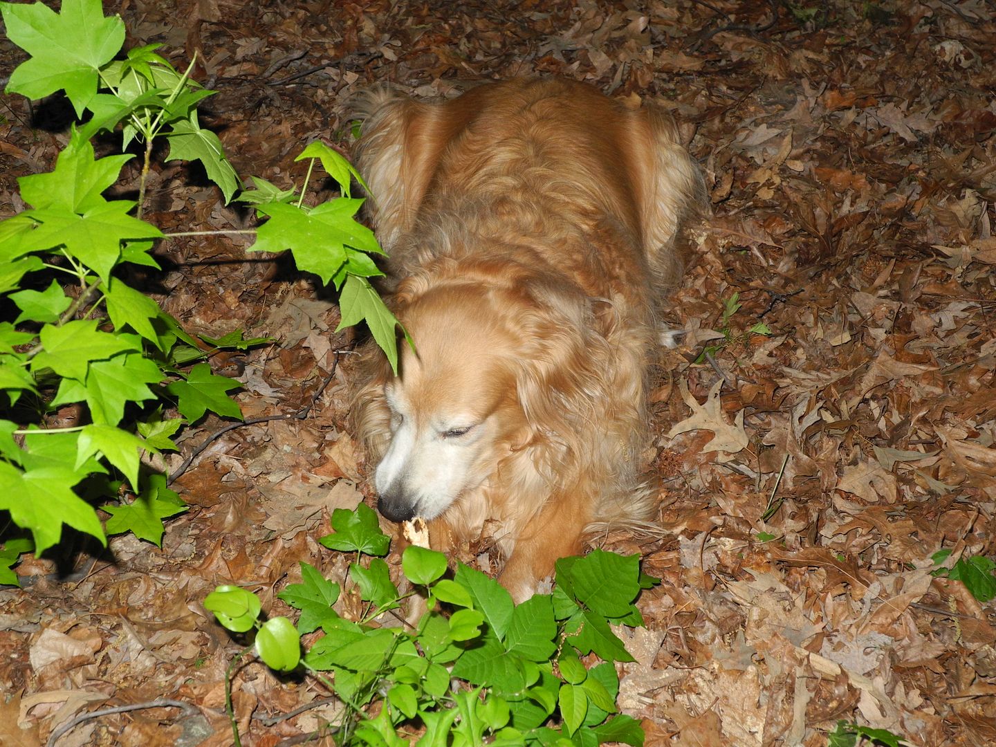 Lucky blends in with all the leaves and then she brings them in the house b/c theyre caught in her fur!