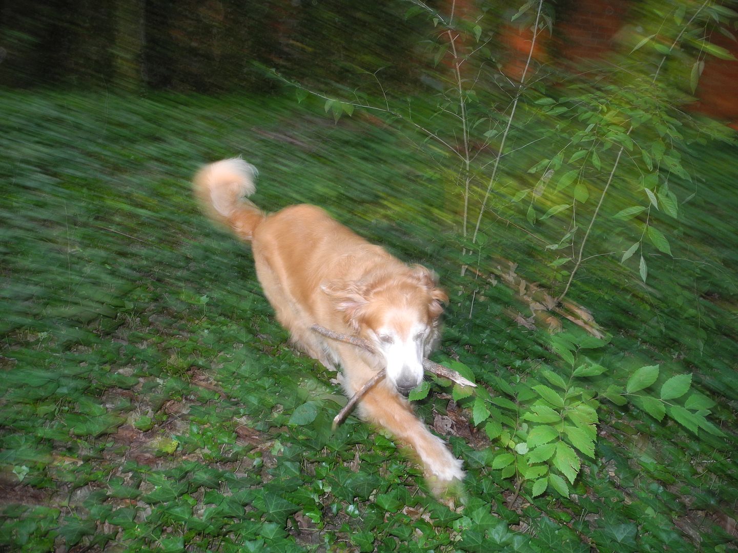 My best attempt of an action photo of Lucky.  Doing what she loves: retrieving sticks!