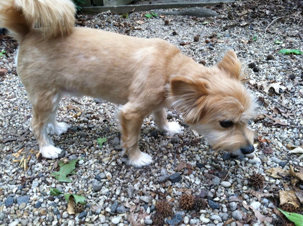 Rocky looks so different with his summer hairdo!