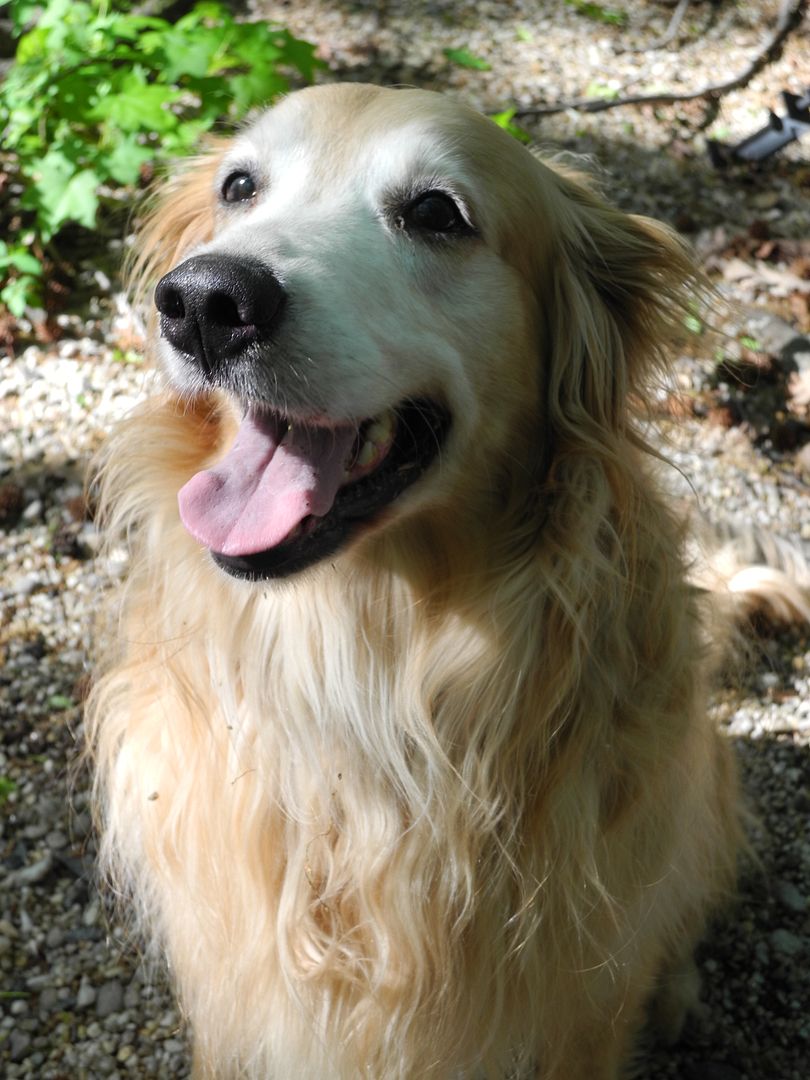 Look at how pretty Lucky is!  This dog loves to chase sticks!! LOL!!!