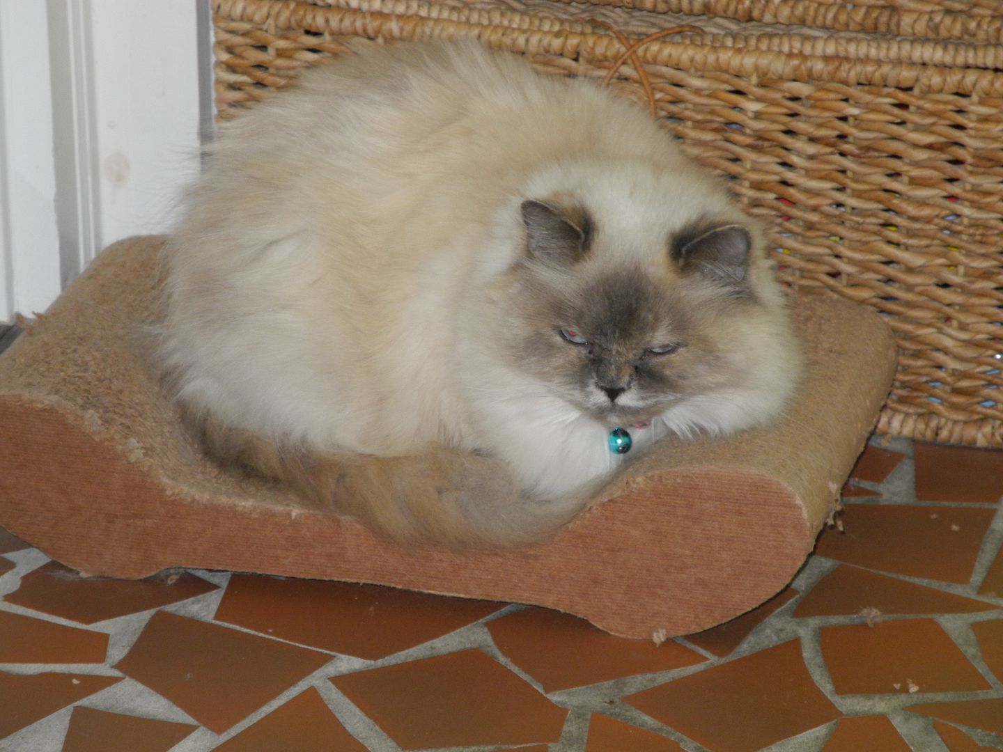 Mattie likes laying on the scratching box!