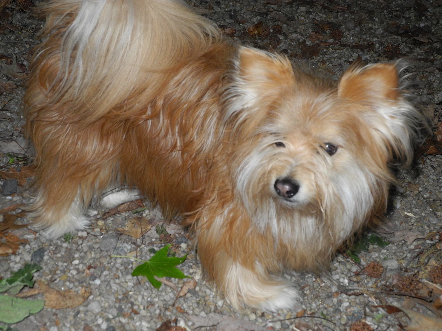 Cute Rocky blends in with the leaves!