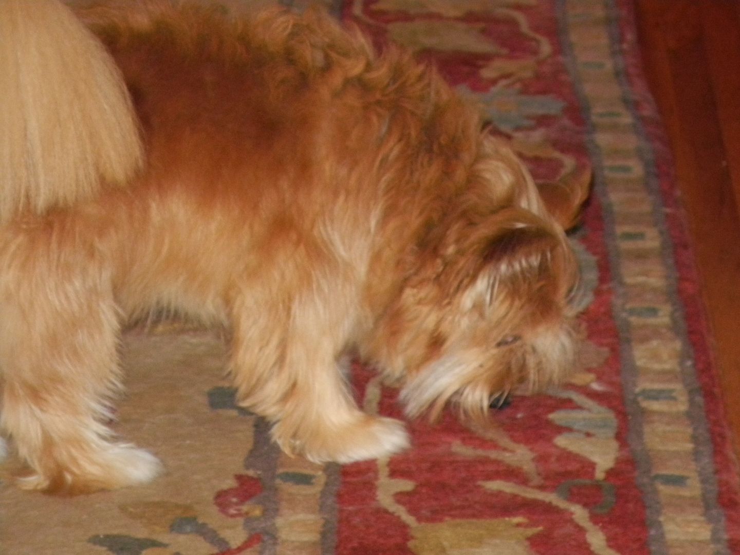 Rocky was carrying his food into the den to eat it!