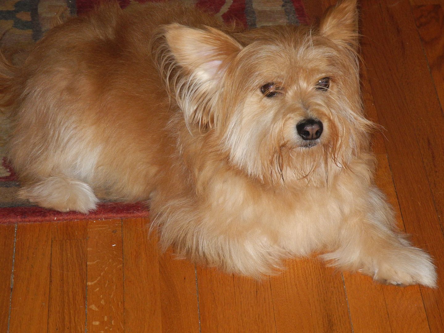 Rocky... chilling out after being outside in the heat.