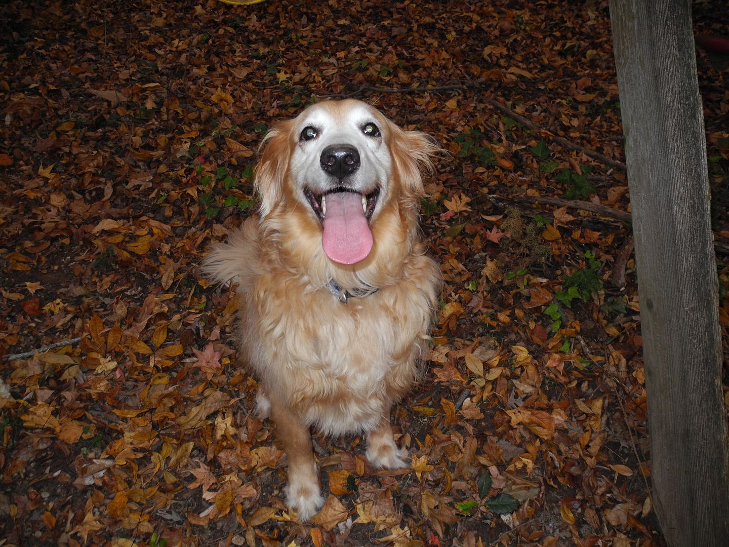 Lucky.... very happy with herself for chasing off the deer!