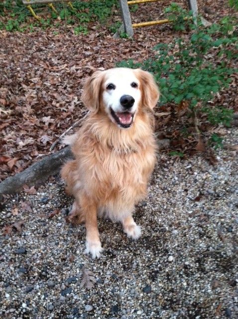 Lucky is waiting for me to throw another stick.