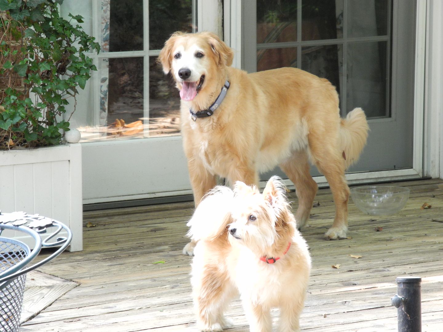 The dogs loved being outside this morning.  It was actually nice and cool!