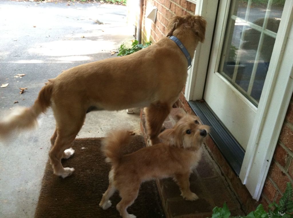 Lucky and Rocky- ready to race in the door for breakfast.