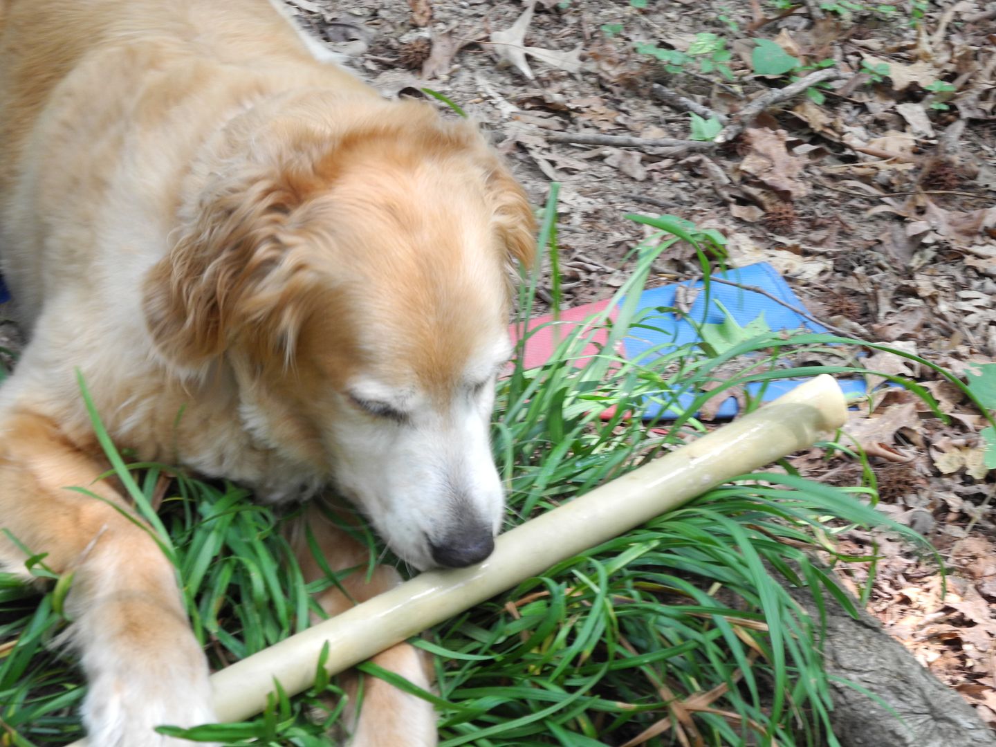 Lucky found a really big stick to play with.... I just had to make certain I was out of the way when she came near me!  LOL!