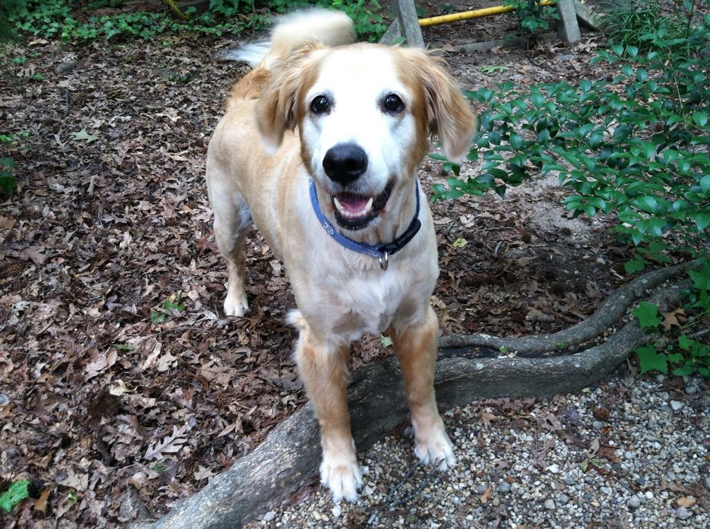 Lucky... waiting for me to throw a stick!