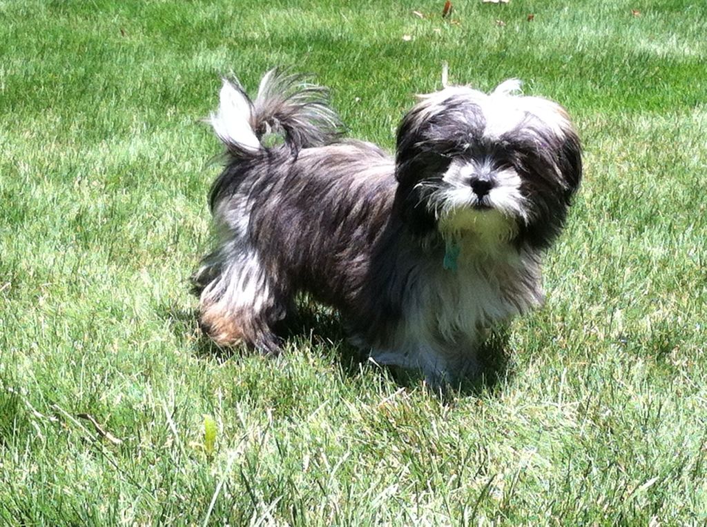 4 lb Bella is a yorkie / maltese mix.  A morkie??