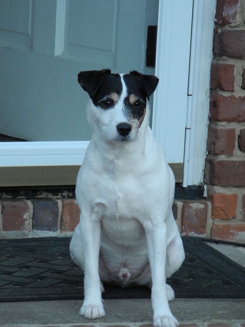 Jackson is waiting at the back door to go inside.  I think he is saying, hurry up and take this picture!