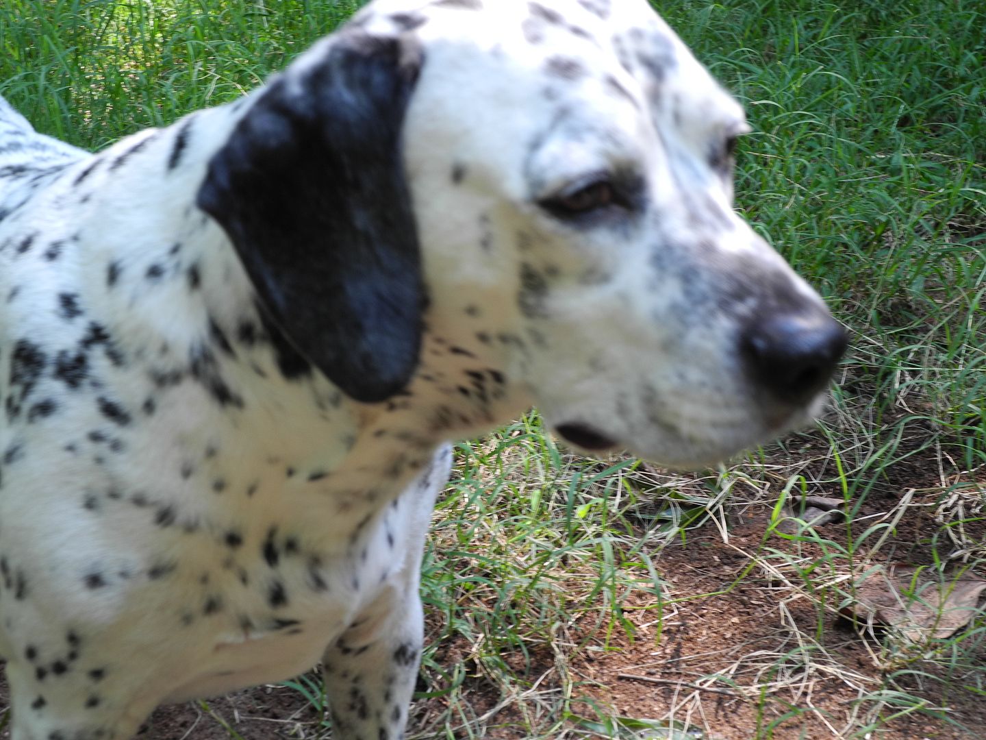 Finnegan wouldve preferred that I was petting him vs trying to take his picture!