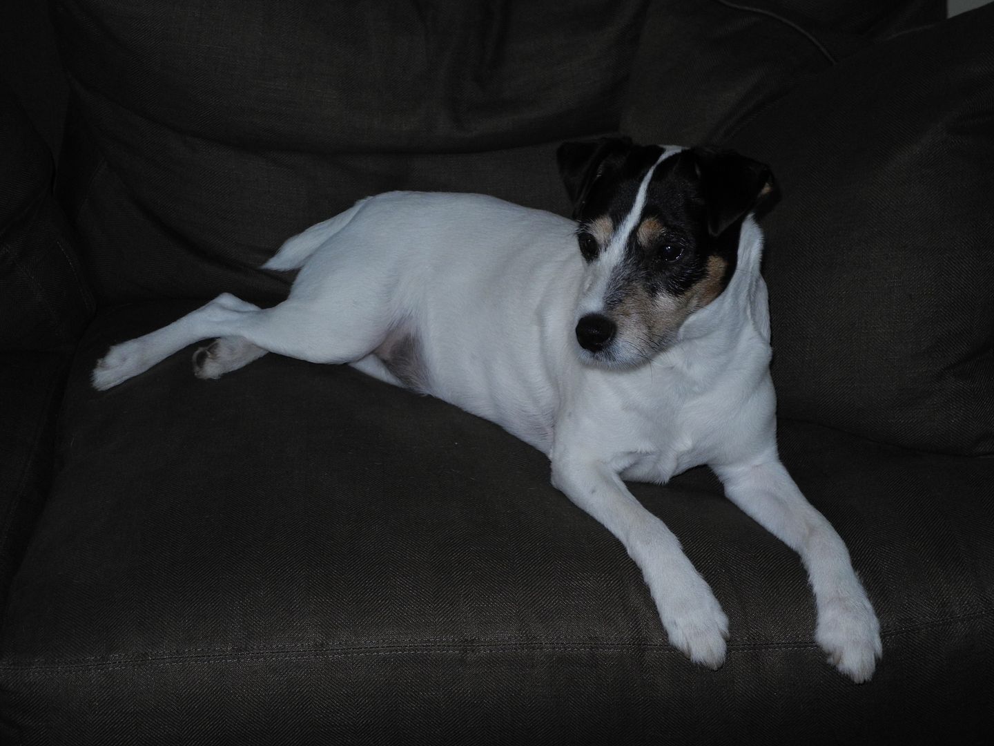 Jackson loves his couch time!