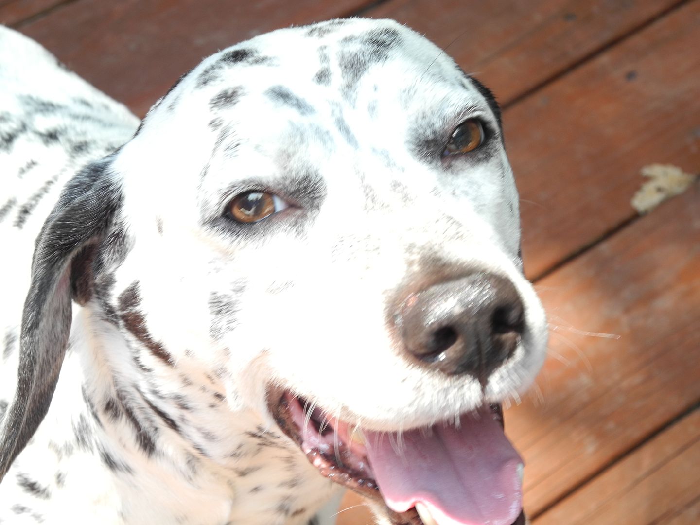 Finnegan Monday afternoon when he was happy b/c it wasnt storming!