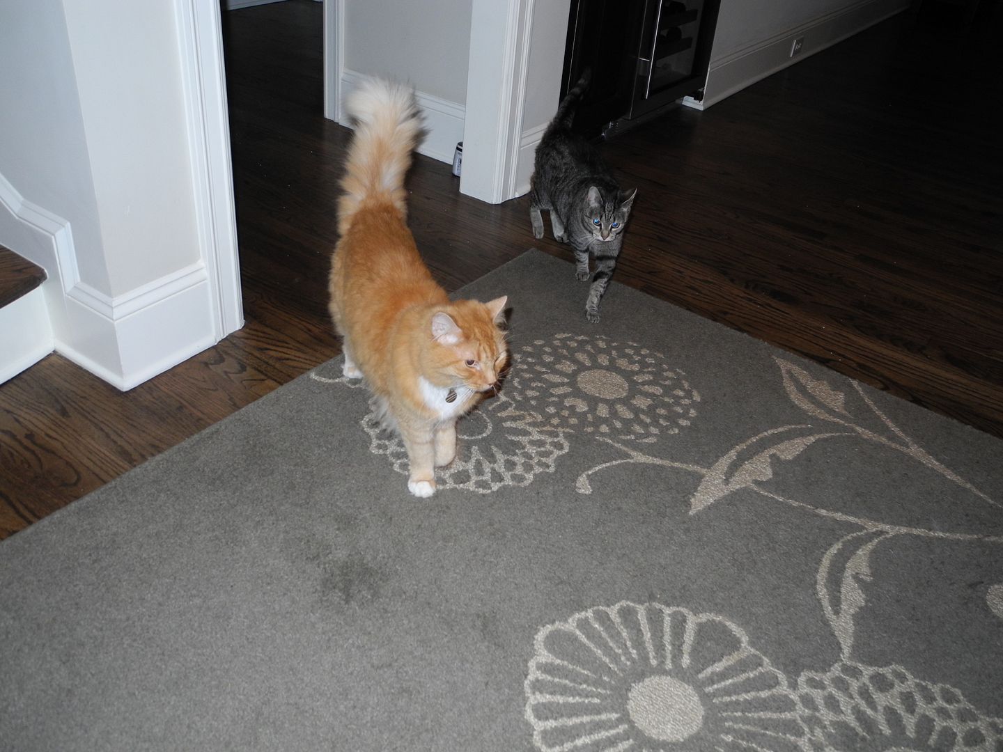 They had both walked into be fed... and they came out looking for me b/c I didnt bring in their food.  Silly kitties!