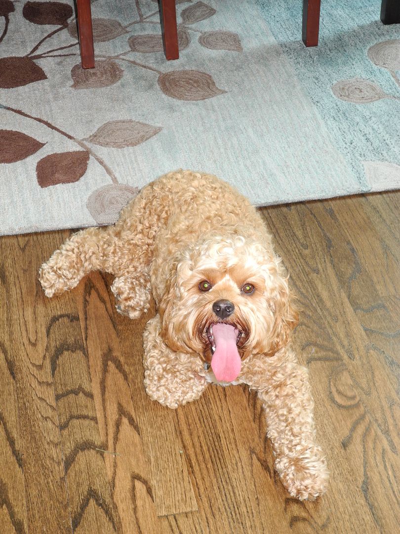 Steve, after his walk with his girlfriend Ginger!