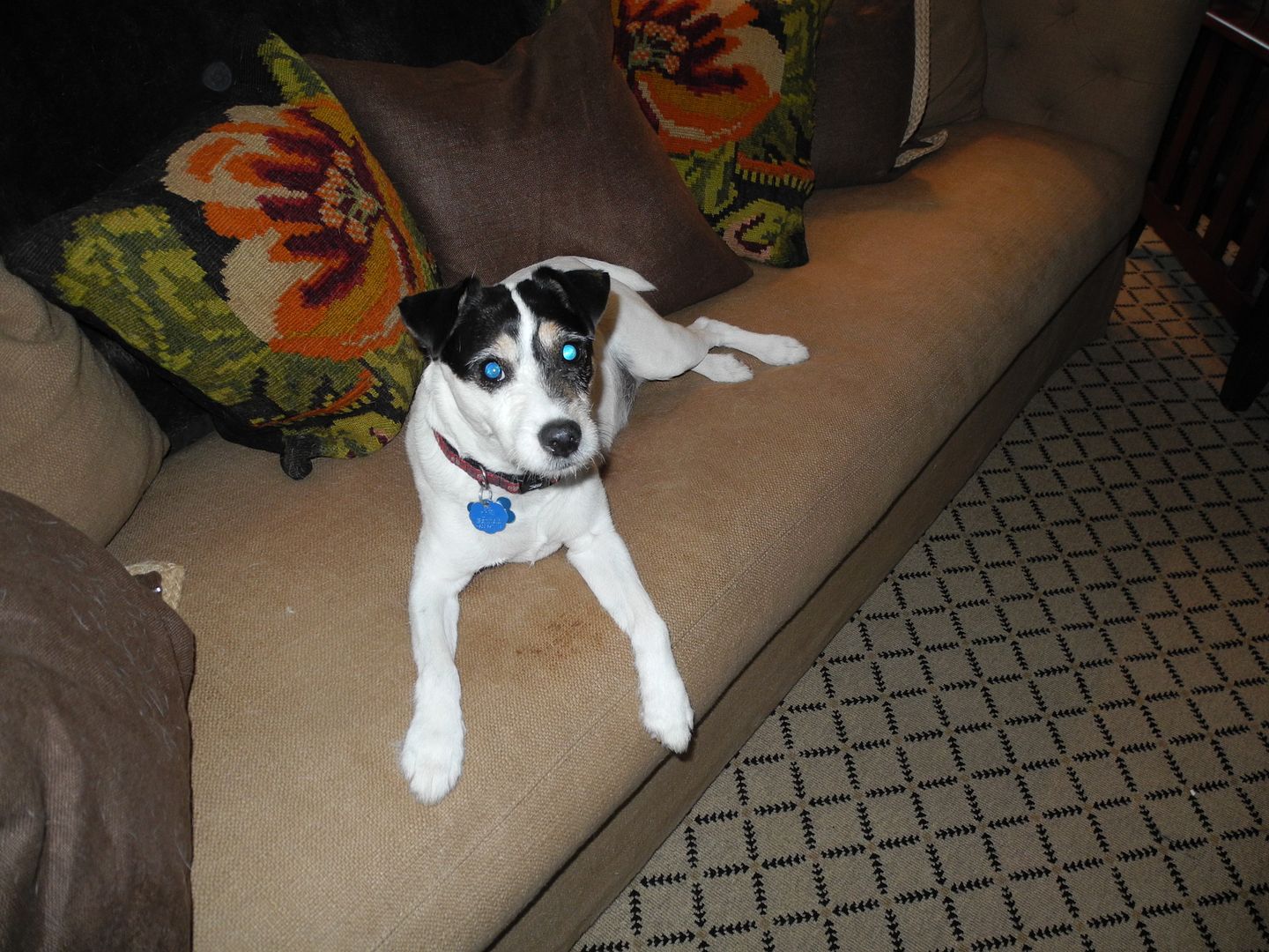 Jackson loves the couch!