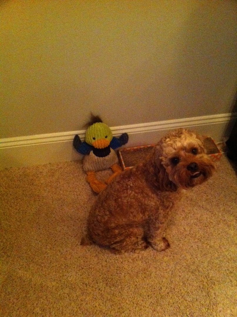 cutie pie Steve isnt happy that the housekeeper propped his ducky up next to the cats scratching post.  If this picture had sound, youd hear Steve whining. Bless his heart.  His ducky is loved though, huh? :)