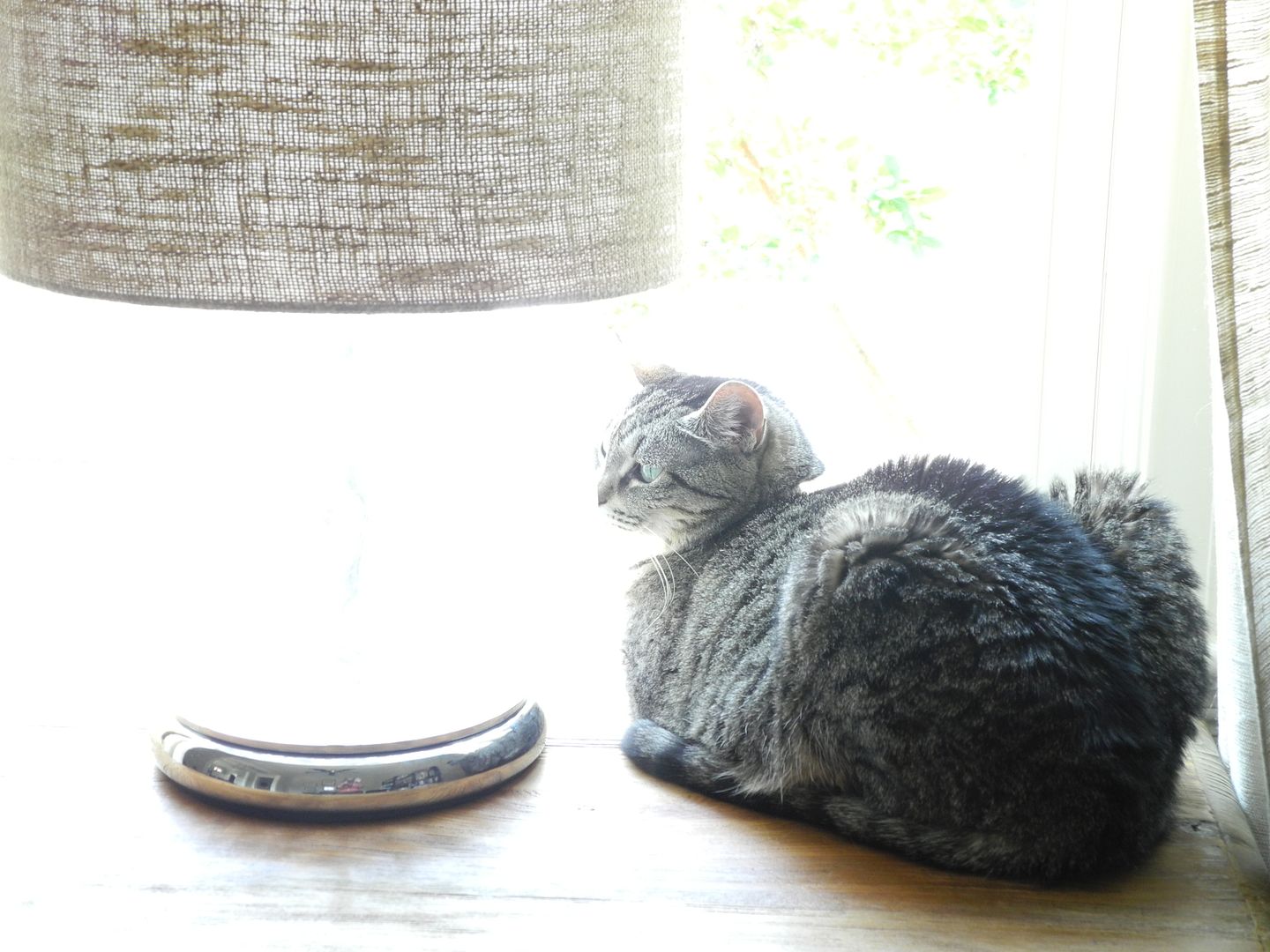 Madison laying in her favorite spot so she can look out the window.  Its really cute to see her face in the window when I walk up!