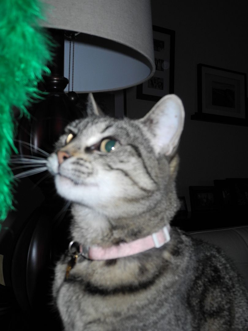 Madison is thinking about attacking the green feather.