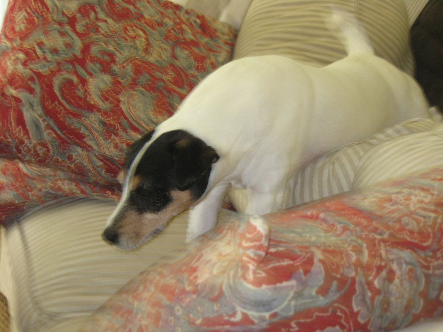 I am so jealous of Jackson everytime I walk in the house and hes been nestled in the pillows. Trying to get a picture of him nestled in the pillows has been next to impossible!!