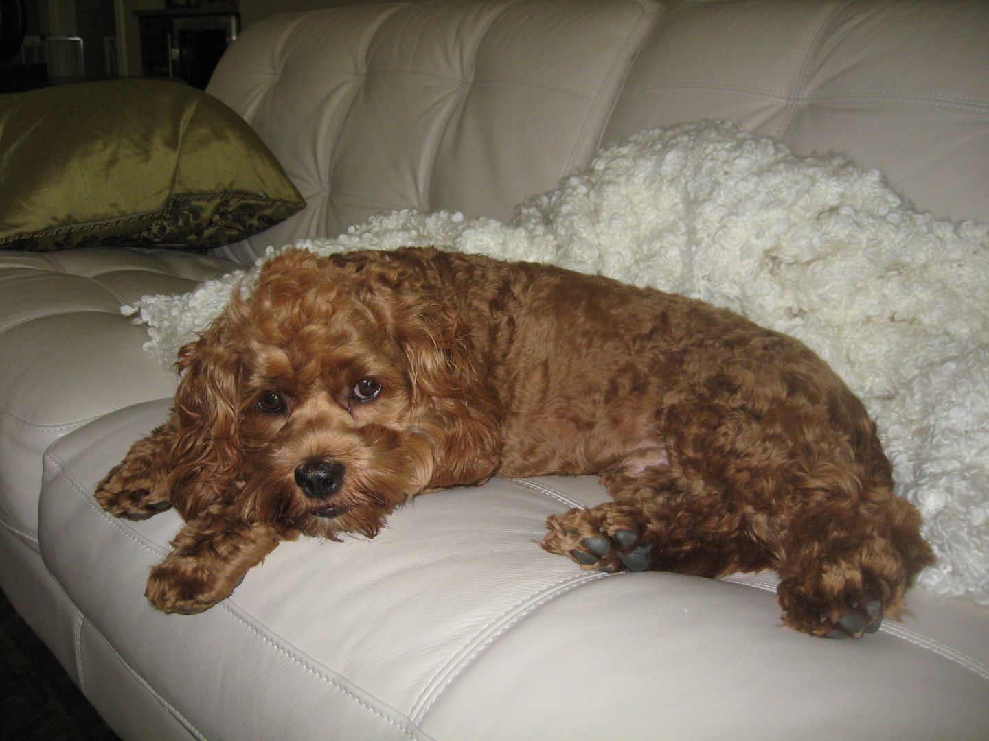 Im not sure who this dog is because I Steve I know seemed like a much lighter color and he has curly hair! Nice haircut!!   and.... ummm... is he supposed to be on the couch?? 