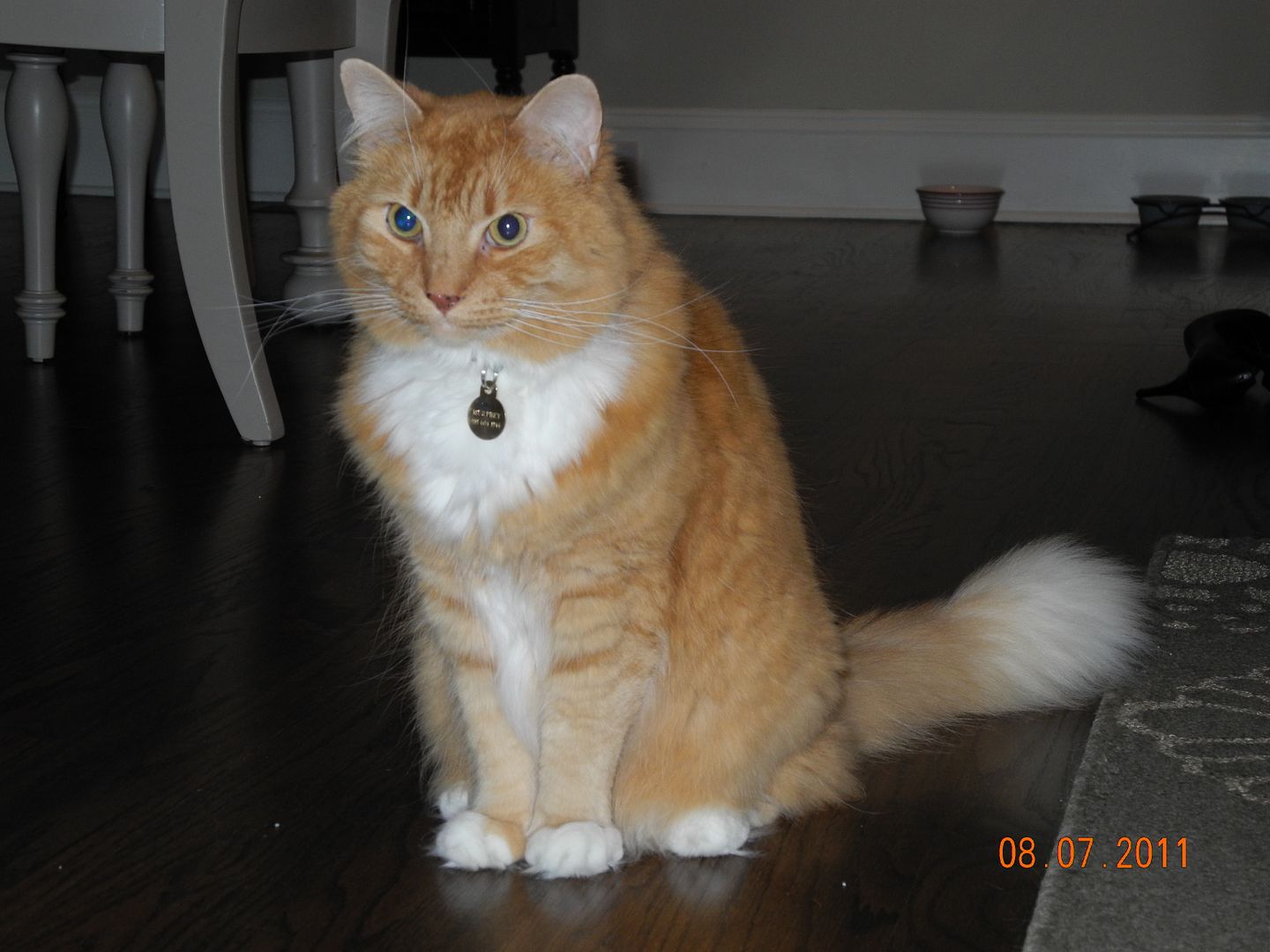 Murphy plotting his strategy to get around me and to Madisons food bowl.