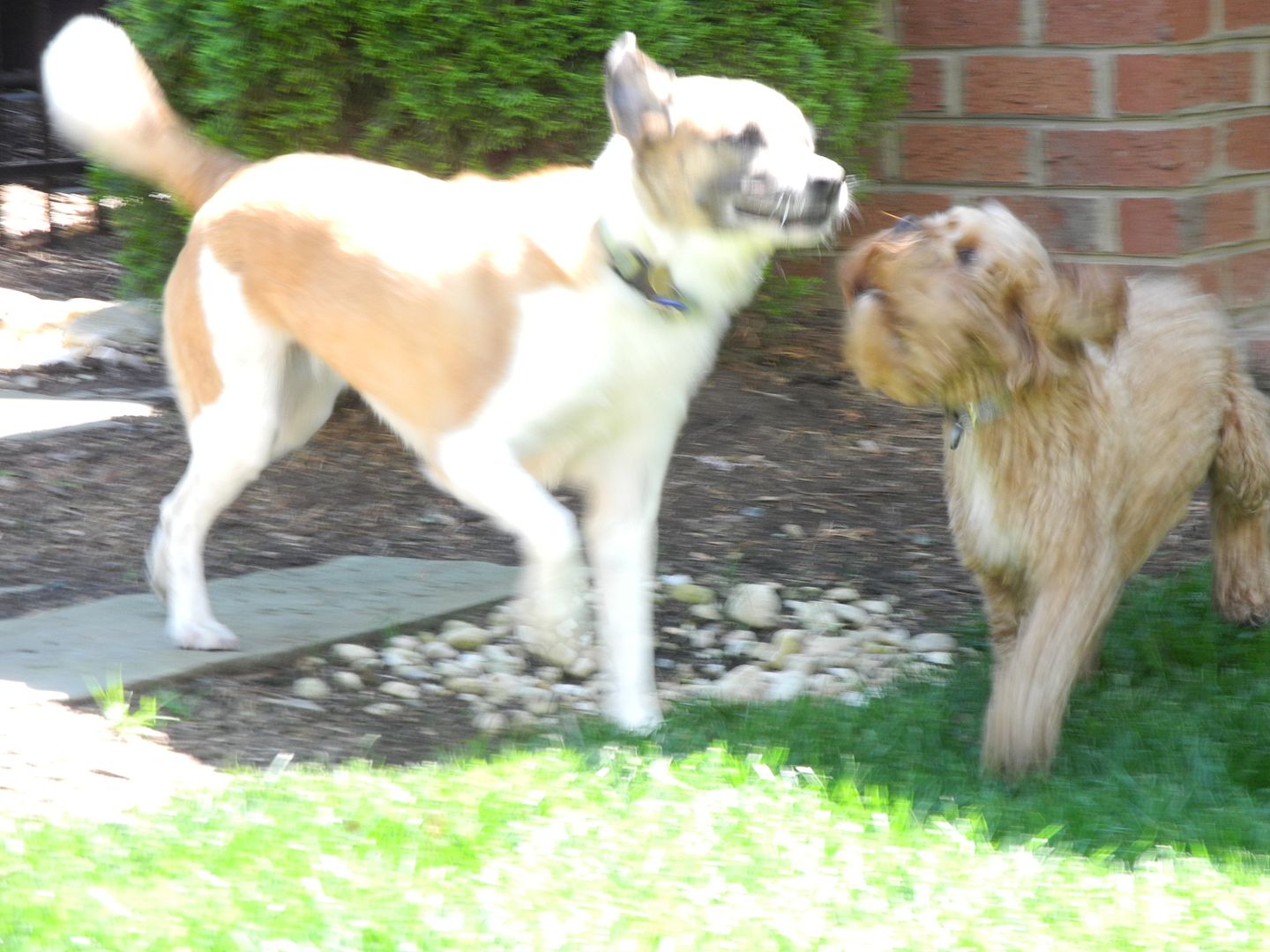 Heres an action photo of Ginger and Steve racing around the backyard.  (I havent quite figured out how to effectively program the shutter speed on my camera!) 