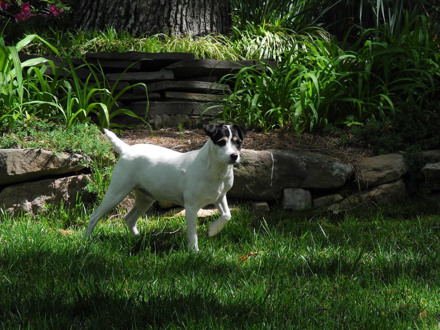 Jackson and I both love hanging out in his backyard this time of year.  It is just beautiful!