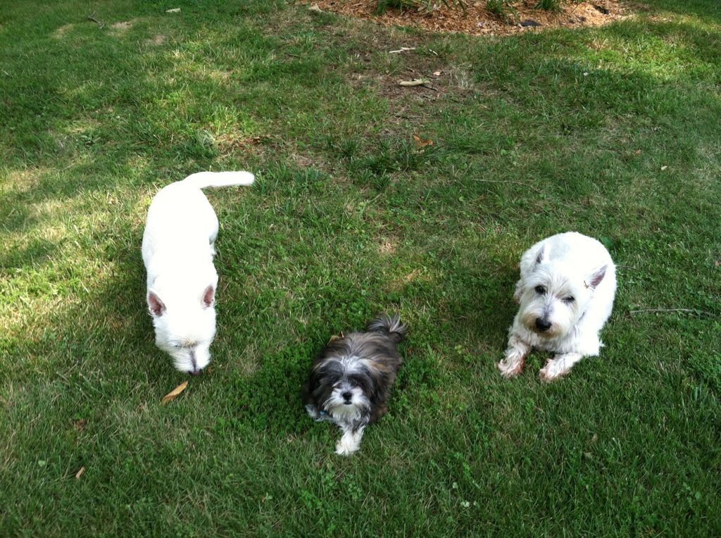 Gracie, Bella and Louie enjoying some time in the backyard.