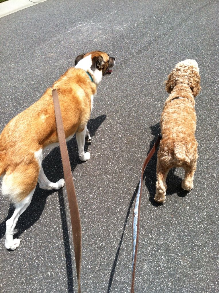 When I got to Gingers house on Tuesday, Steve was there.  He was going to his brothers later that day so I took them both for a walk!! :)