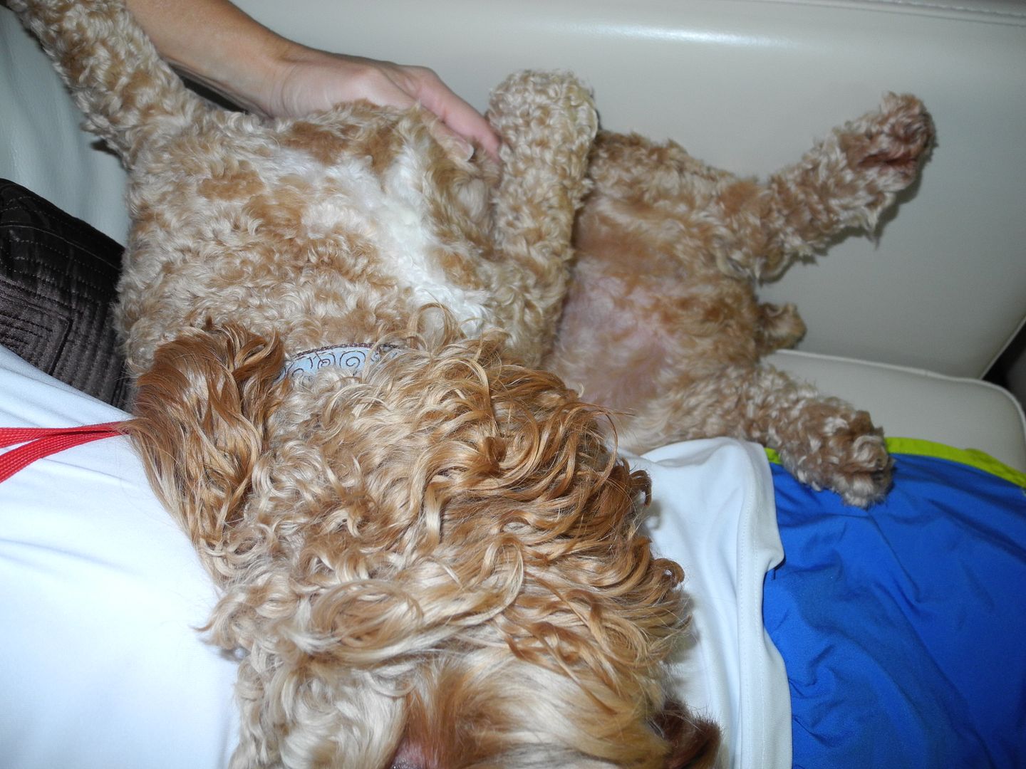 upside-down Steve in my lap getting a belly rub while we were watching tv last night.