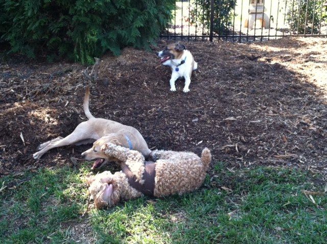 Chloe and Steve with Ginger looking on recently had a play date.  It was really fun!